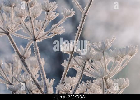 Frostbedeckte Petersilie-Stiele und Samenköpfe von Kühen Stockfoto