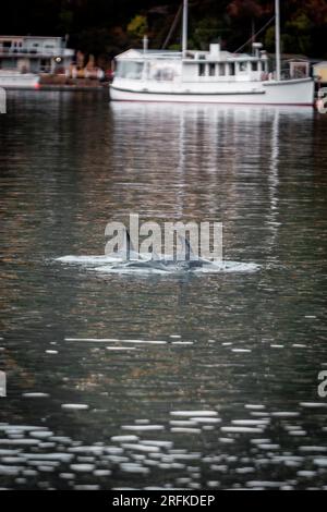 Ein Foto von drei Delfinen, die nach Luft auftauchen. Die drei sind in einem Hafen mit Booten im Hintergrund Stockfoto