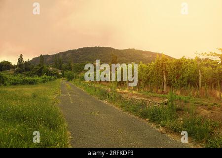 Weinberge an einem Hang in Badacsony, Weinregion Ungarns. Hochwertiges Foto Stockfoto