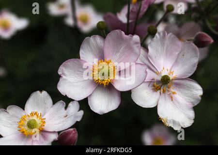 Eine Nahaufnahme von pinkfarbenen japanischen Windblumen im Sommergarten Stockfoto