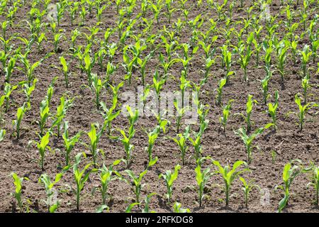 Auf dem Feld des Landwirts gibt es Reihen junger Maiskeimlinge. Stockfoto