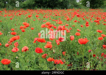 Wilder Mohn (Papaver rhoeas) blüht im Sommer Stockfoto