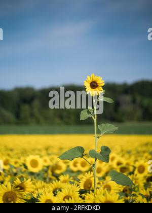 Hohe gelbe Sonnenblume isoliert gegen Sonnenblumen. Stockfoto