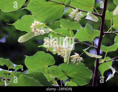 Zu Beginn des Sommers blüht eine Linde auf einem Ast Stockfoto