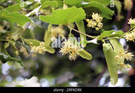 Zu Beginn des Sommers blüht eine Linde auf einem Ast Stockfoto