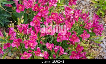 Nahaufnahme der leuchtenden und farbenfrohen rosafarbenen und gelben Blüten der Alstroemeria, auch bekannt als peruanische Lilie oder Lilie der Inkas, die im Garten blühen Stockfoto