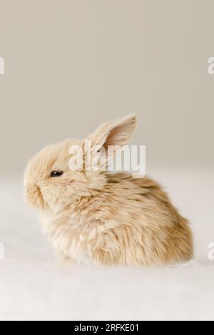 Der kleine Hase sitzt in einem flauschigen Ball auf einem weichen Hintergrund Stockfoto