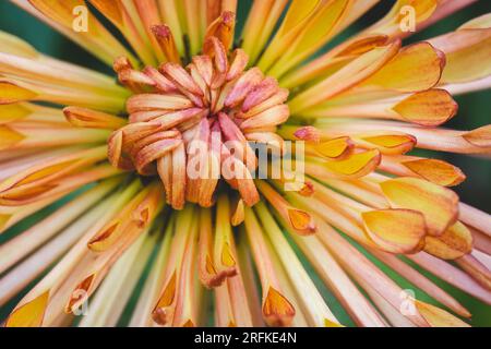 Nahaufnahme des gelben und orangefarbenen Chrysanthems. Stockfoto