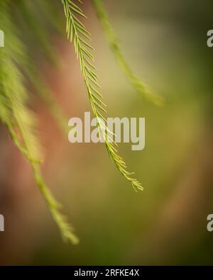 Makrobild eines kleinen grünen Blatts vor unscharfem Hintergrund. Stockfoto