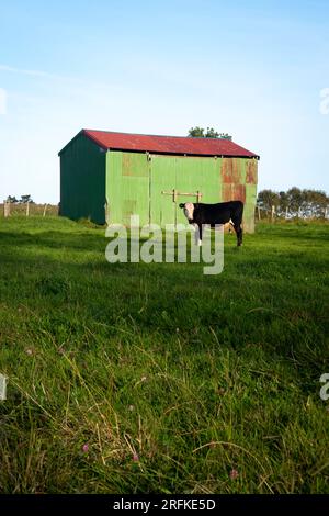 Kuh vor grüner Scheune mit rotem Dach, Taranaki, Nordinsel, Neuseeland Stockfoto