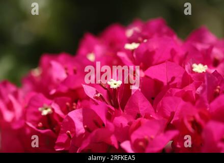 Nahaufnahme der rosafarbenen Bougainvillea-Blume Stockfoto