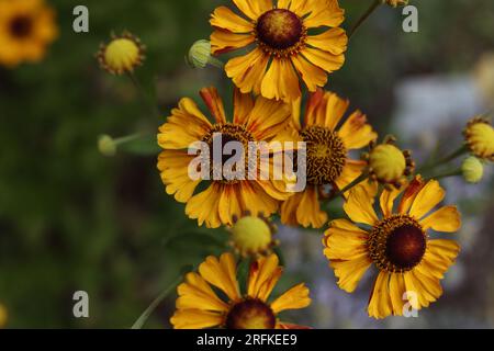 Geblümte Niesenkalbenblüten im Sommergarten Stockfoto