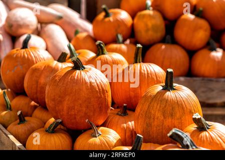 Einige Kürbisse im Herbst im Spreewald in Deutschland Stockfoto