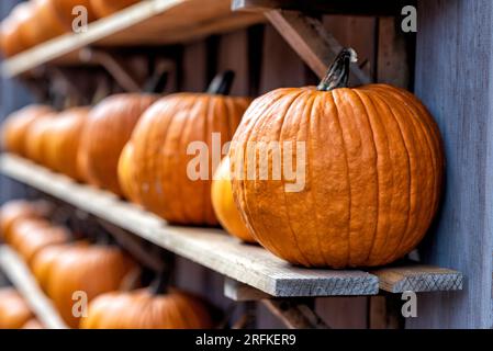 Einige Kürbisse im Herbst im Spreewald in Deutschland Stockfoto