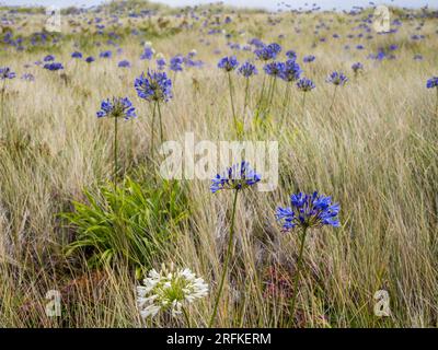 Agapanthus Umbellatus, Lilly of the Nile, wächst auf Sand Dunes, Nr Corn in der Nähe von Road, Tresco, Isles of Scilly, Cornwall, England, UK, GB. Stockfoto