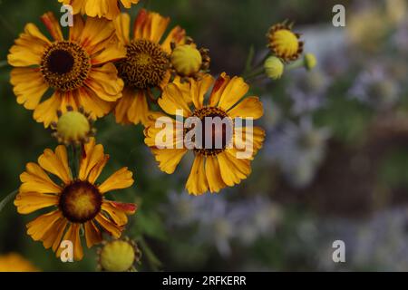 Geblümte Niesenkalbenblüten im Sommergarten Stockfoto