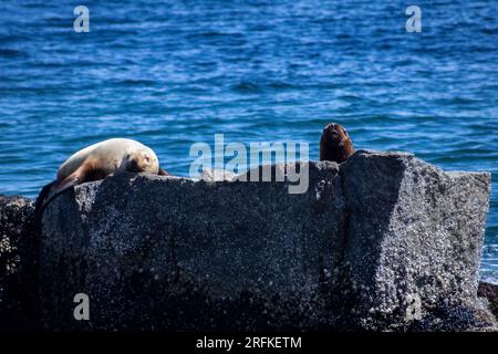 Hafendichtungen auf Felsen in Alaska Stockfoto