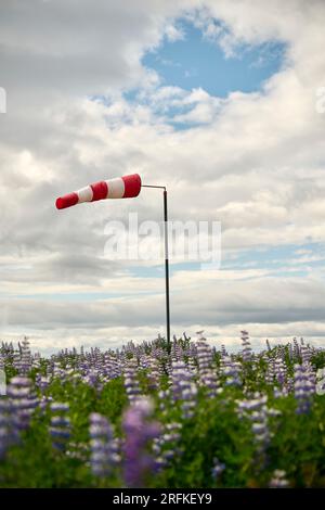 Blühende Lavendelblumen mit Windsocke an der Stange Stockfoto