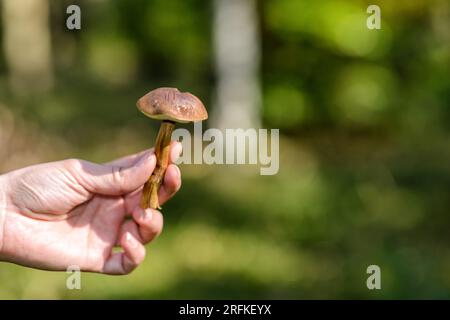 Pilzpflücken im Herbst in einem Wald Stockfoto