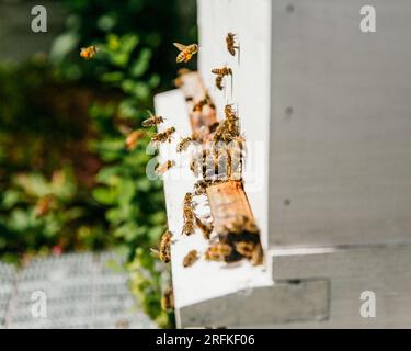 Nahaufnahme von Bienen, die mit Pollen in die Bienenstöcke gelangen Stockfoto