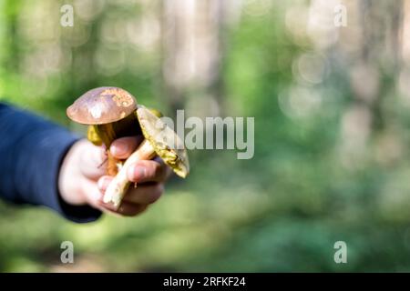 Pilzpflücken im Herbst in einem Wald Stockfoto