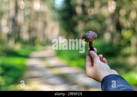 Pilzpflücken im Herbst in einem Wald Stockfoto