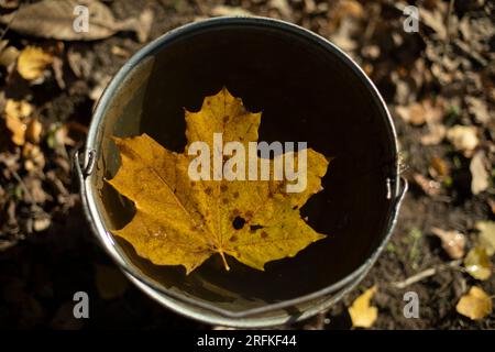 Ahornfuchs im Eimer. Herbstlaub im Wasser. Stockfoto