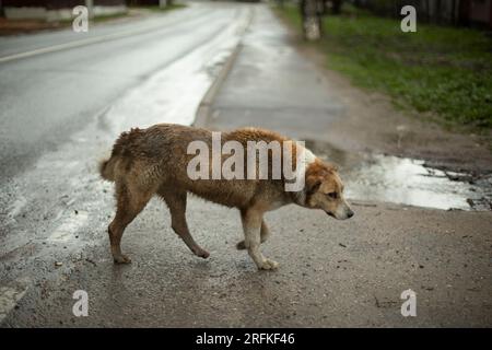 Wütender Hund auf der Straße. Ein obdachloser Hund auf der Straße. Haustier ohne Besitzer. Stockfoto