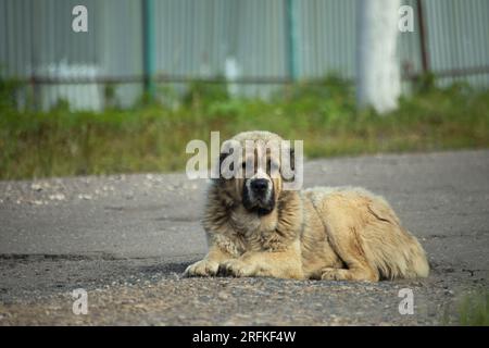 Kaukasischer Schäferhund. Obdachloser Hund liegt auf Asphalt. Stockfoto