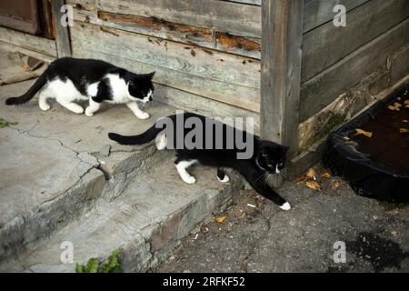 Zwei Katzen gehen an der Wand entlang. Weiße und schwarze Katze auf der Straße. Stockfoto