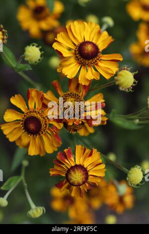 Geblümte Niesenkalbenblüten im Sommergarten Stockfoto