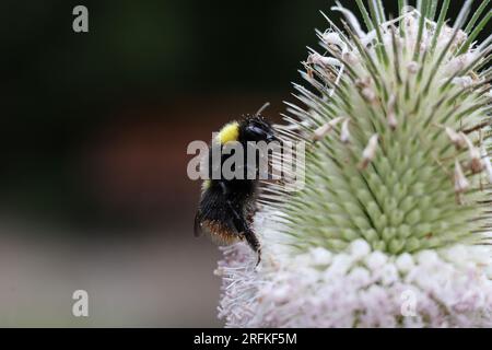 Eine Hummel auf einer Blume im Sommergarten Stockfoto