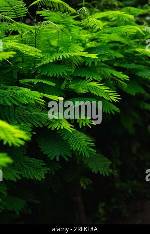 Nahaufnahme frisches grünes Klettern, das einen Hintergrund hinterlässt Stockfoto