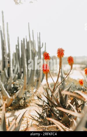 Red Hot Poker Plant in Bloom Stockfoto