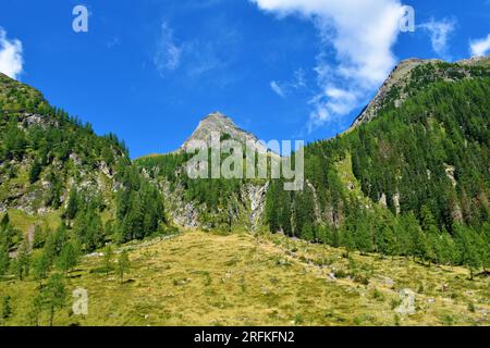 Berggipfel über dem Gradental-Tal im Untergebiet der Schober-Gruppe von Hohe Tauern in den Mittelöstlichen Alpen, Kärnten, Österreich mit einer Nadellarche und Stockfoto