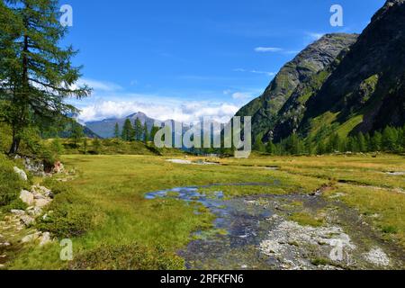 Wasserstrom, der durch eine alpine Wiese im Gradenmoos-Becken im Gradental-Tal im Untergebiet der Schober-Gruppe von Hohe Tauern im Mittleren Osten fließt Stockfoto