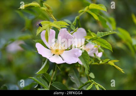Nahaufnahme der wunderschönen Blüte Rosa Canina, auch bekannt als Hundrose. Blumenhintergrund Stockfoto