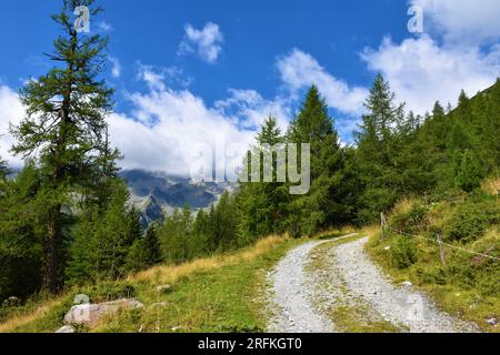 Bergkiesstraße führt in einen Lärchenwald im Hochtauern in Kärnten, Österreich Stockfoto