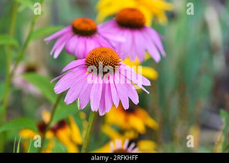 Echinacea blüht (Echinacea purpurea) im Garten Stockfoto