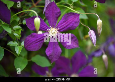 Verschlüsse lilafarbener Kletterblüten (Clematis viticella) im Garten Stockfoto