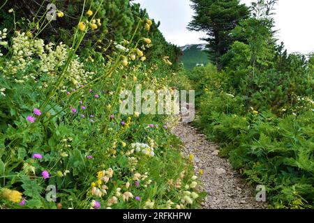 Wilder Garten mit gelber melancholischer Distel (Cirsium erisithales) und Blase campion (Silene vulgaris) Blumen neben einem Pfad, der zum Sneznik Moun führt Stockfoto