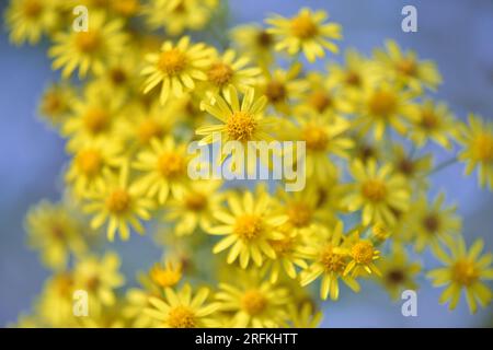 Jacobaea vulgaris, Senecio Jacob. Gelb blühender Ragwort auf blauem Hintergrund. Blumenhintergrund Stockfoto