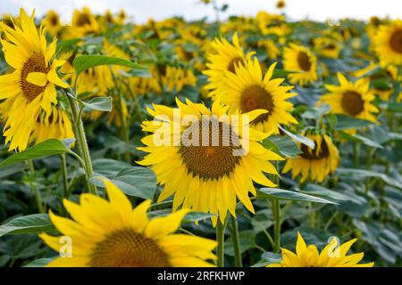 Sonnenblumen wachsen auf dem Feld. Große gelbe Blumen Stockfoto