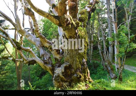 Stamm einer toten Ulmus-Ulme (Ulmus glabra) Stockfoto