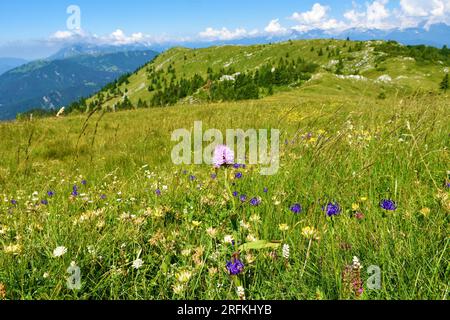 Rosa Blume der runden Orchidee (Traunsteinera globosa) auf einer Bergwiese bei Ratitovec in Gorenjska, Slowenien Stockfoto