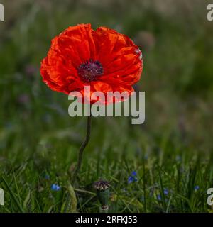 Mohn Stockfoto
