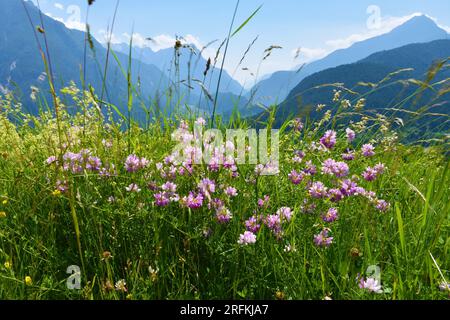 Rosafarbene Kronenwinde (Securigera varia) und die Silhuette der Berge Stockfoto