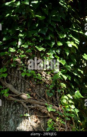 Große Baumwurzeln, riesiges raues Baumrhizom Stockfoto