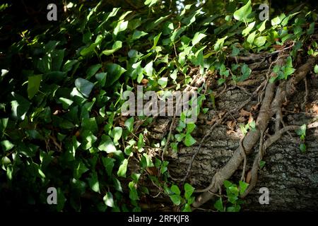 Große Baumwurzeln, riesiges raues Baumrhizom Stockfoto