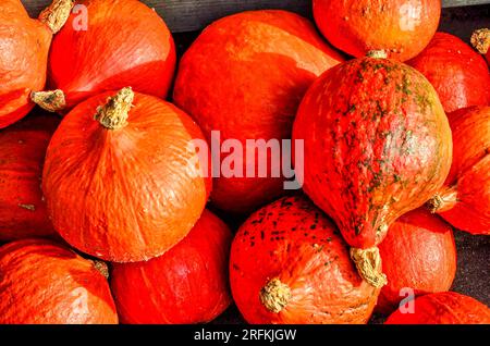 Kürbisse auf einem Markt in Spreewald im Herbst Stockfoto